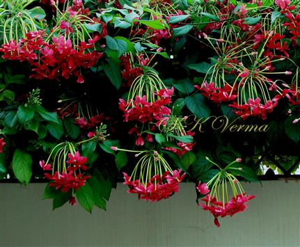 Inflorescences (Spikes)-Pendulous